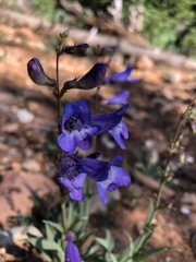 Penstemon leiophyllus