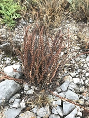 Astrolepis cochisensis