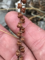 Astrolepis cochisensis