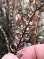 Astrolepis cochisensis