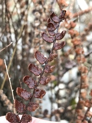 Astrolepis cochisensis