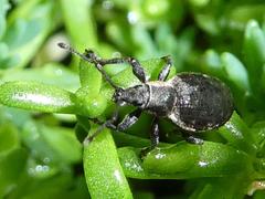 Peritelus sphaeroides