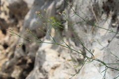 Asperula tenella