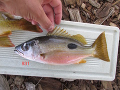 Lutjanus ehrenbergii