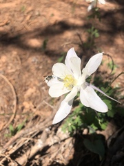Aquilegia coerulea