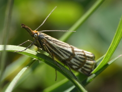 Chrysocramboides craterella