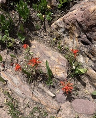 Castilleja applegatei viscida