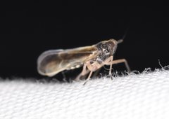 Tarophagus colocasiae