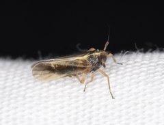 Tarophagus colocasiae