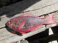 Scarus rubroviolaceus