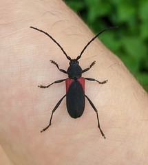 Purpuricenus humeralis