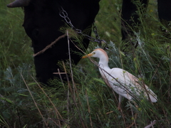 Bubulcus ibis