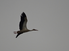 Ciconia ciconia
