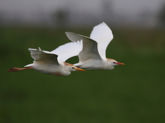Bubulcus ibis