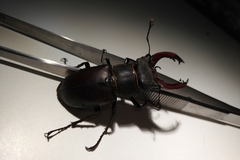 Lucanus cervus