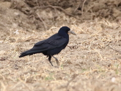 Corvus frugilegus