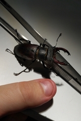 Lucanus cervus