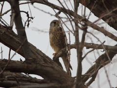 Falco tinnunculus