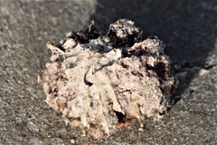 Hippomane mancinella