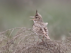 Galerida cristata