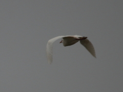 Bubulcus ibis
