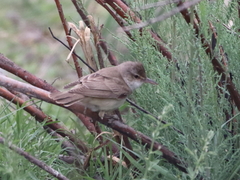 Acrocephalus arundinaceus