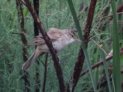 Acrocephalus arundinaceus