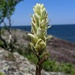 Labrador Indian-Paintbrush - Photo (c) Nate Martineau, some rights reserved (CC BY-NC), uploaded by Nate Martineau
