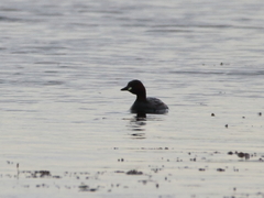Tachybaptus ruficollis