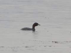 Tachybaptus ruficollis