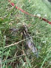 Libellula pulchella