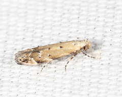 Coleotechnites coniferella