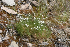Stellaria peduncularis