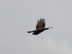 Circus aeruginosus
