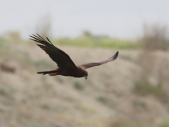 Circus aeruginosus