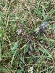 Libellula pulchella
