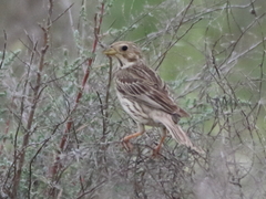 Emberiza calandra