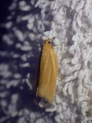 Clepsis clemensiana
