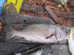 Plectorhinchus sordidus