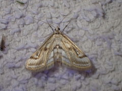 Parapoynx badiusalis