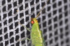 Chrysopodes collaris