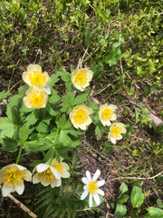 Trollius laxus