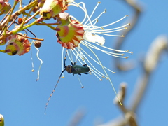 Retrachydes thoracicus