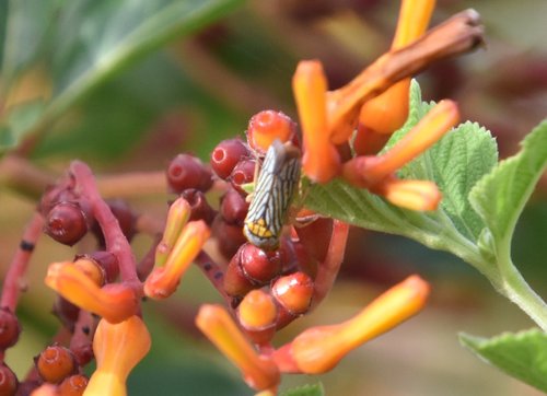 black-winged sharpshooter