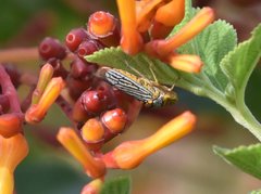 Oncometopia nigricans