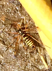 Ctenophora flaveolata