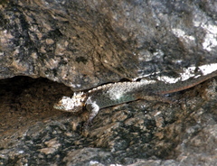 Tropidurus spinulosus
