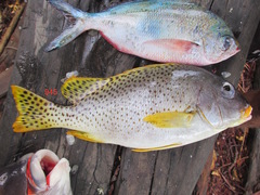 Plectorhinchus gaterinus