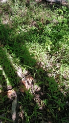 Megisto cymela cymela