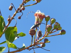 Retrachydes thoracicus